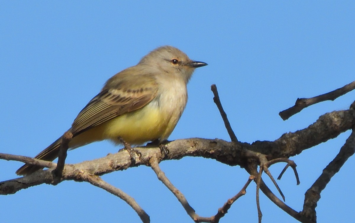 Suiriri Flycatcher - ML640386862