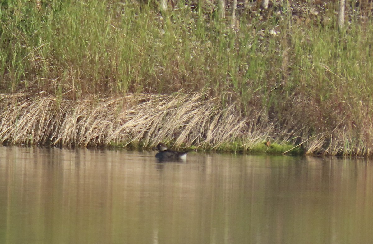 Bufflehead - ML640386863