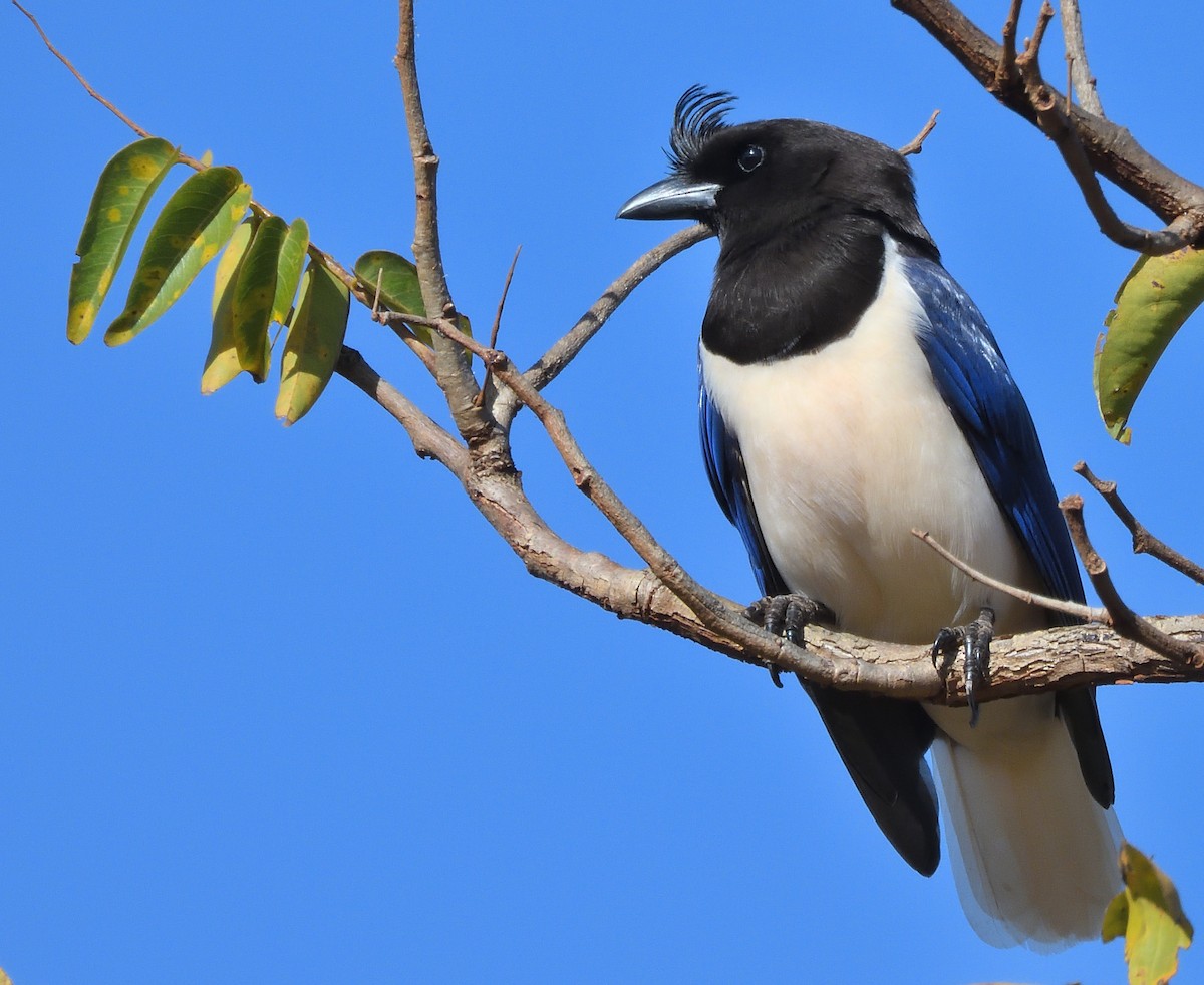 Curl-crested Jay - ML640386878