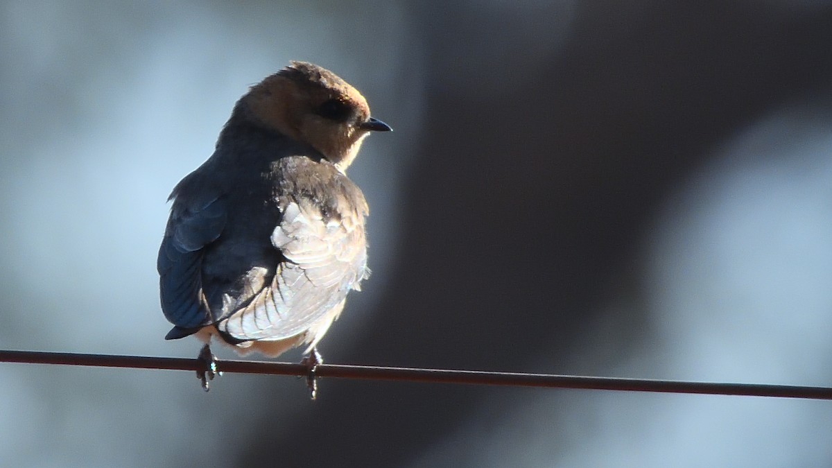 Tawny-headed Swallow - ML640386896