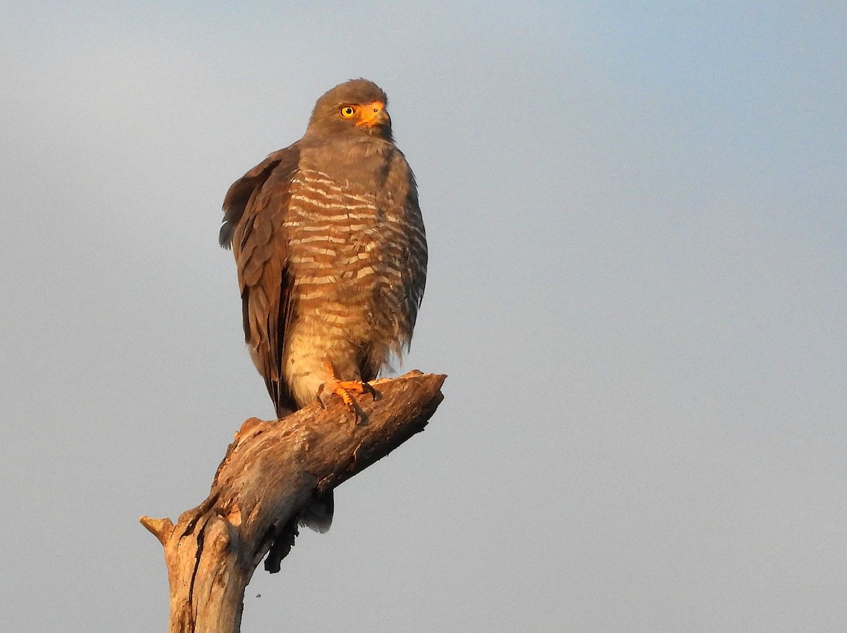 Roadside Hawk (Northern) - ML640386941