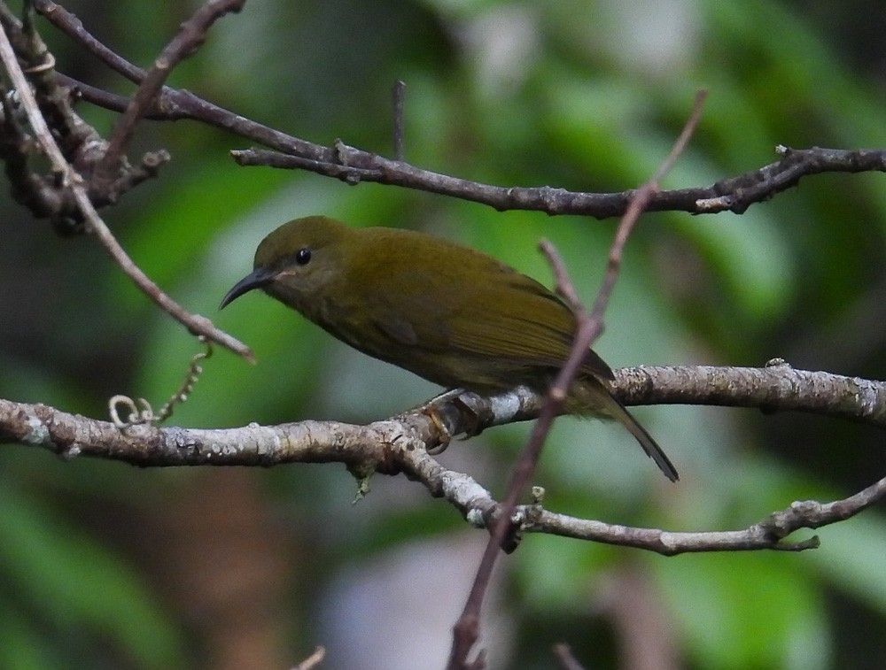 Purple-naped Spiderhunter - ML640386952