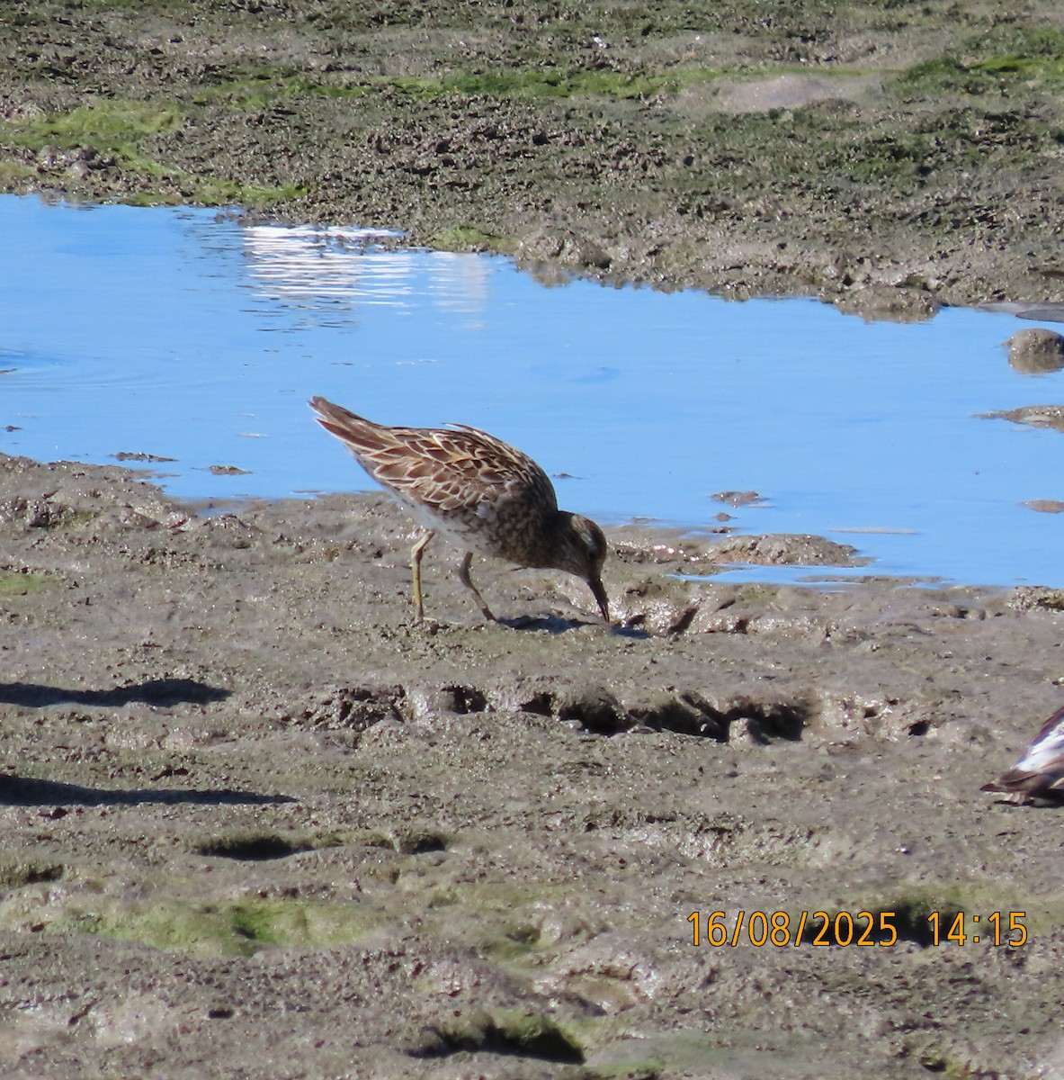 Sharp-tailed Sandpiper - ML640386963