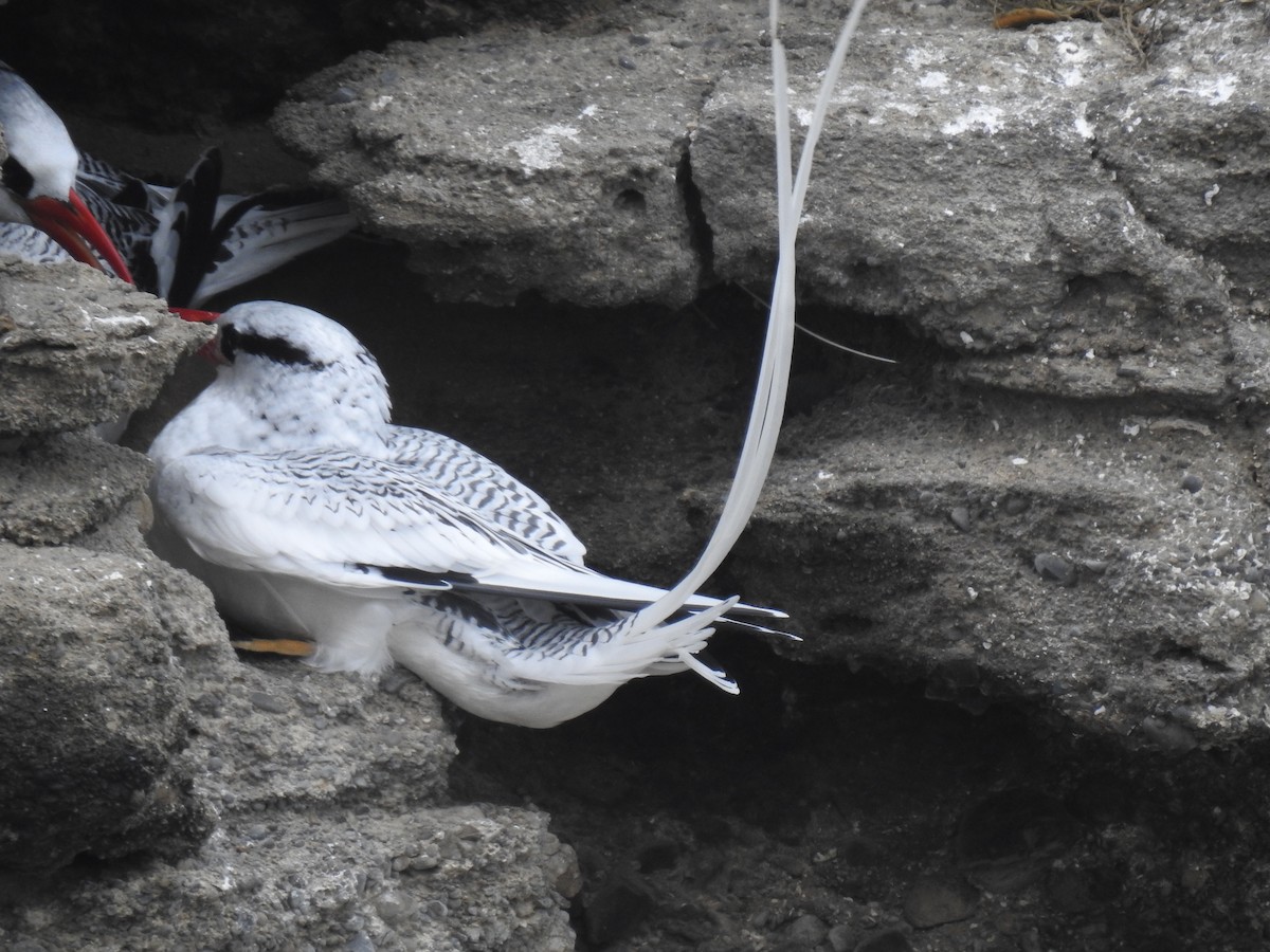 Red-billed Tropicbird - ML640386994