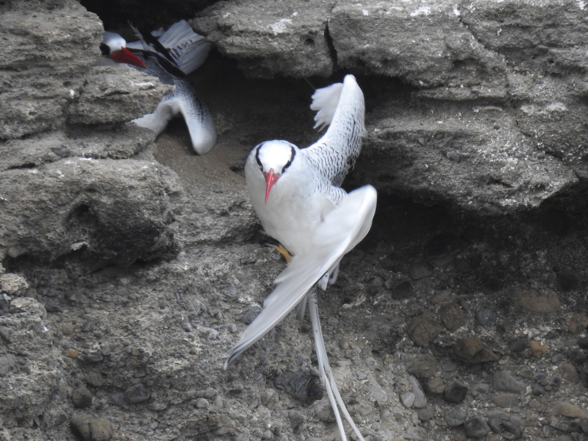 Red-billed Tropicbird - ML640386995