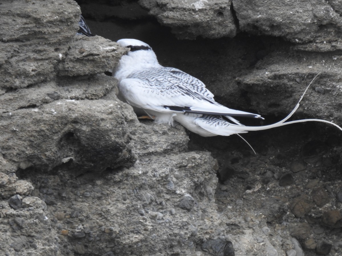 Red-billed Tropicbird - ML640386996