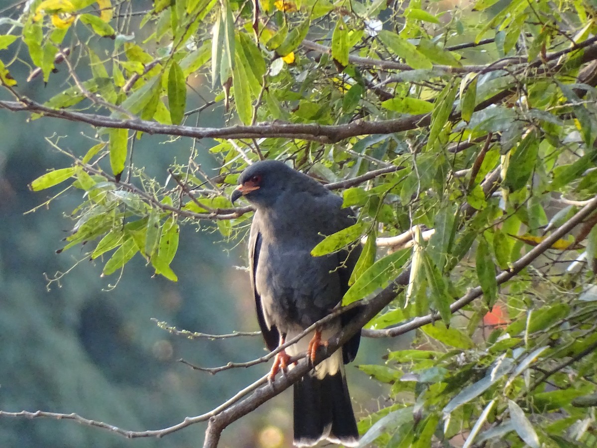 Snail Kite - ML640387018