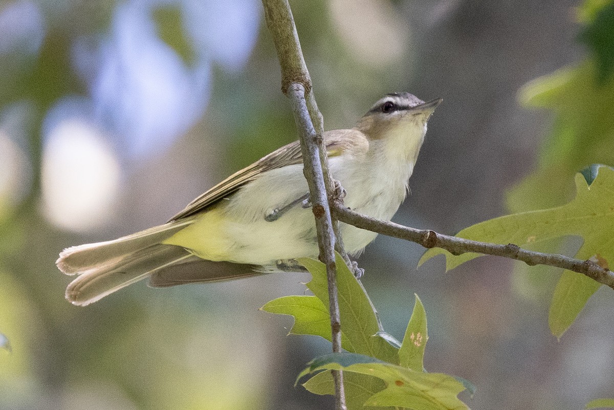 Red-eyed Vireo - ML640387020