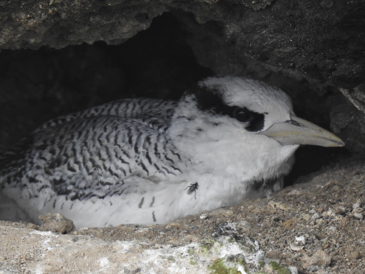 Red-billed Tropicbird - ML640387028