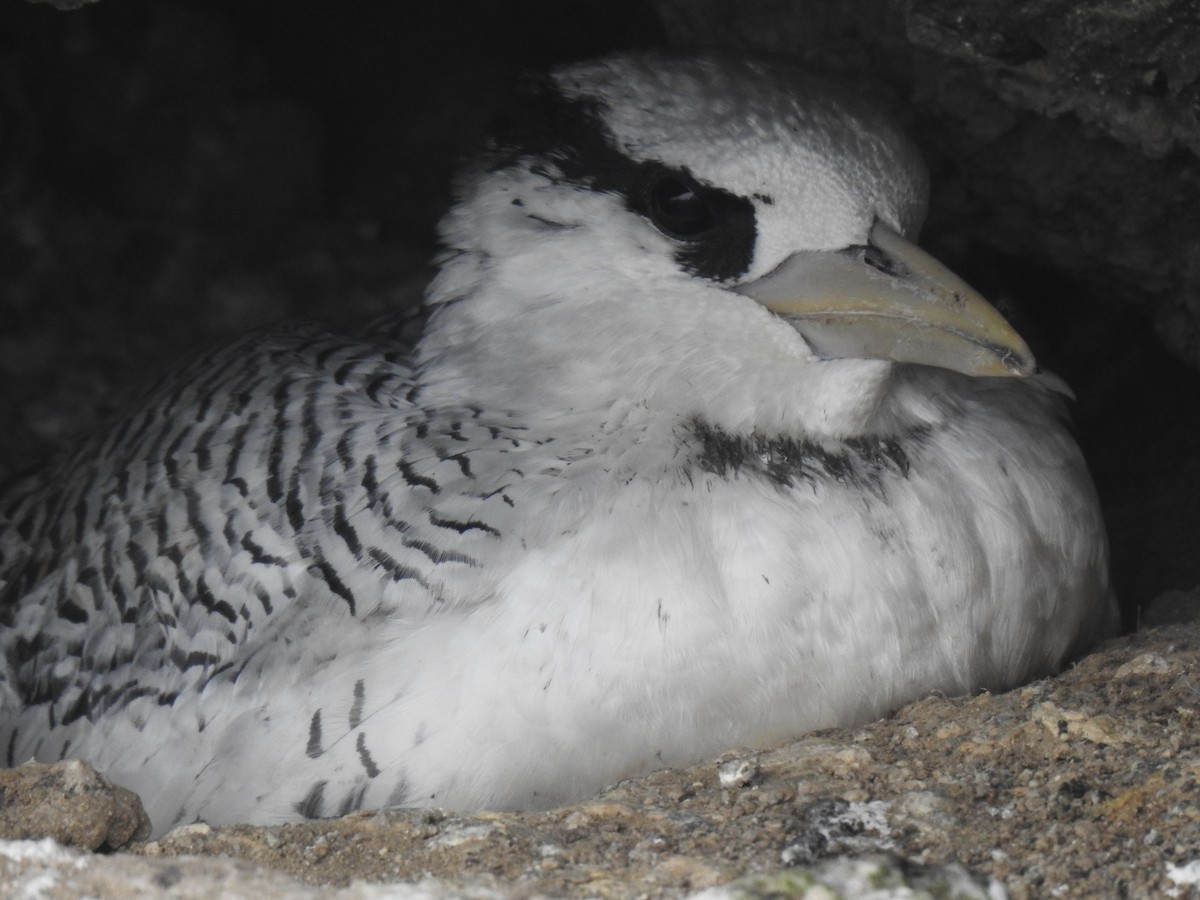 Red-billed Tropicbird - ML640387029