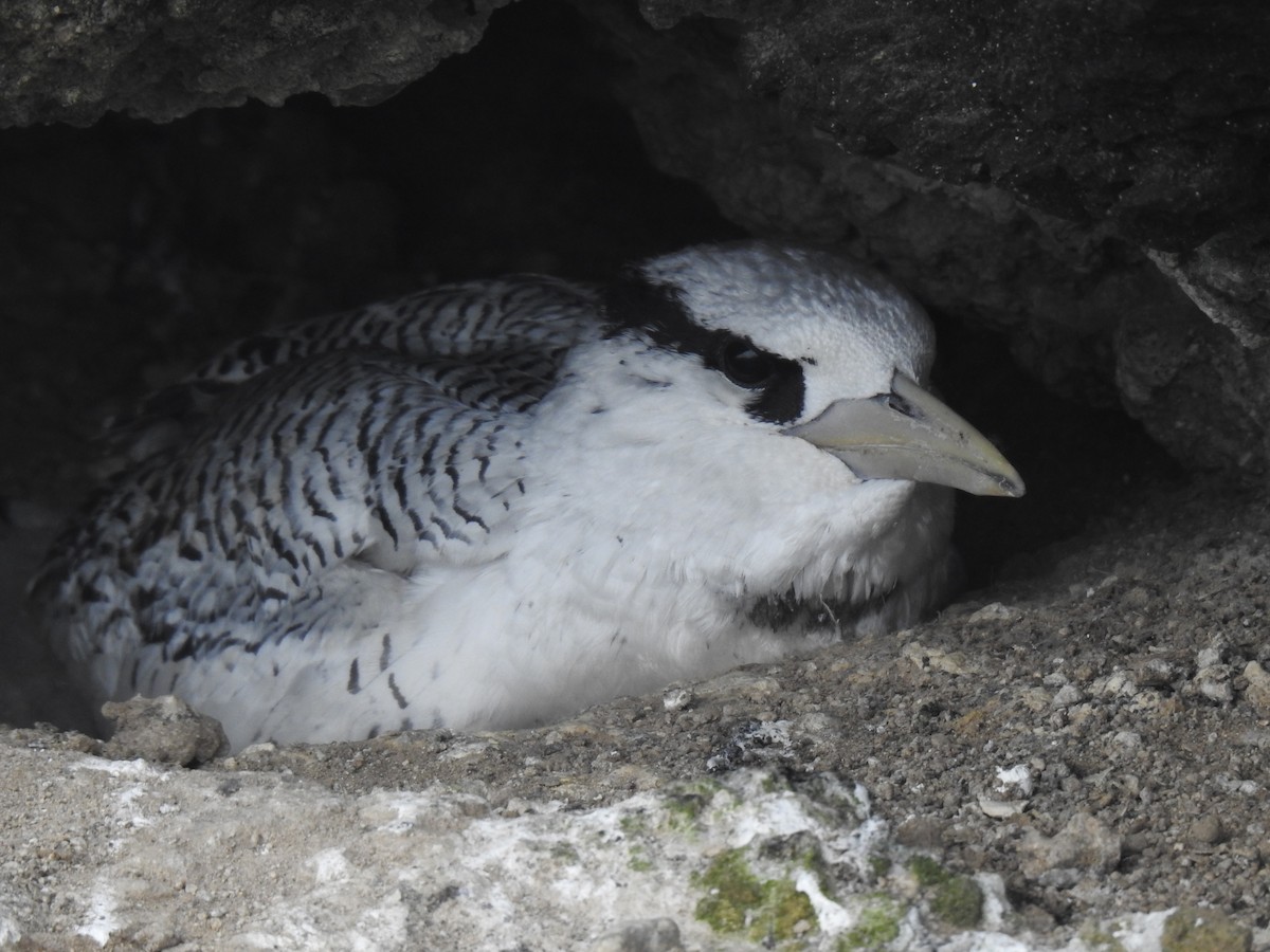 Red-billed Tropicbird - ML640387030