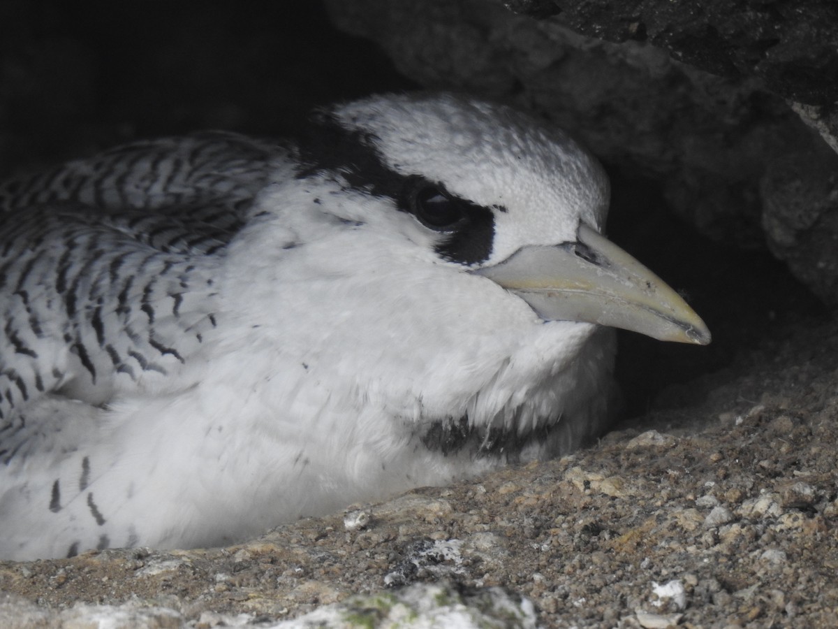 Red-billed Tropicbird - ML640387032