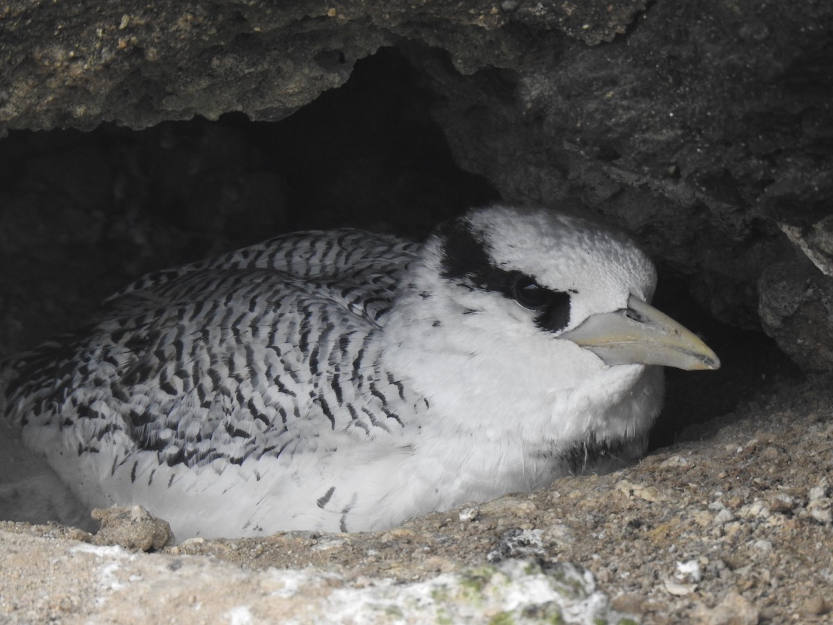 Red-billed Tropicbird - ML640387034