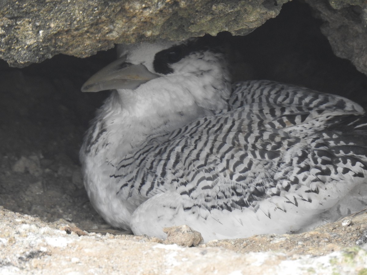 Red-billed Tropicbird - ML640387035