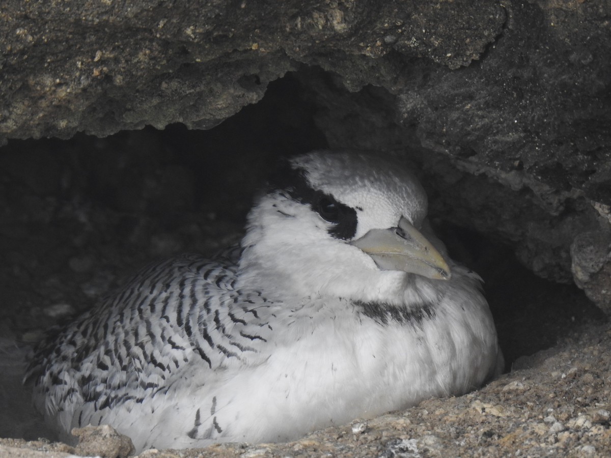 Red-billed Tropicbird - ML640387038