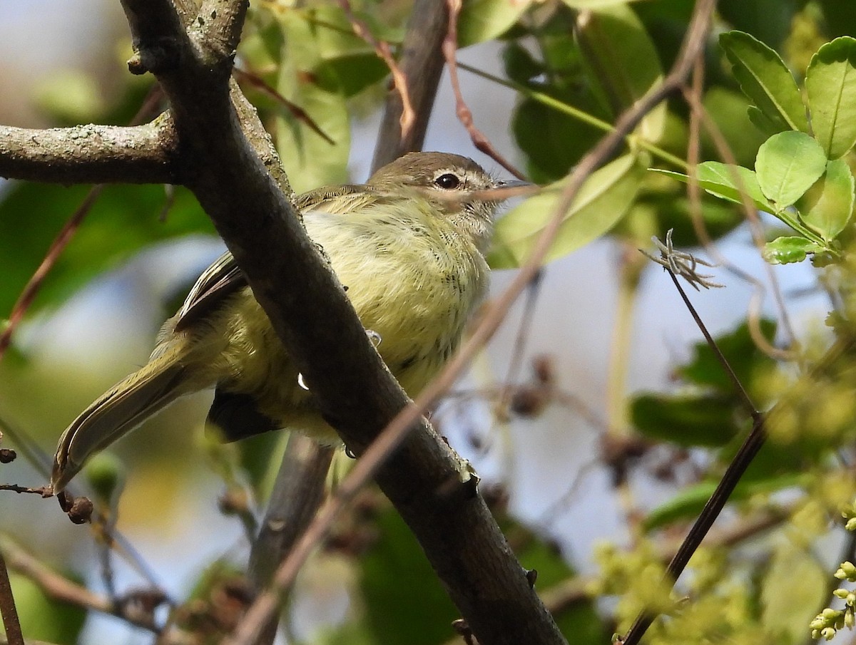 Greenish Elaenia - ML640387041