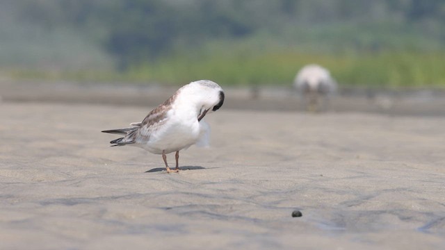 Forster's Tern - ML640387061