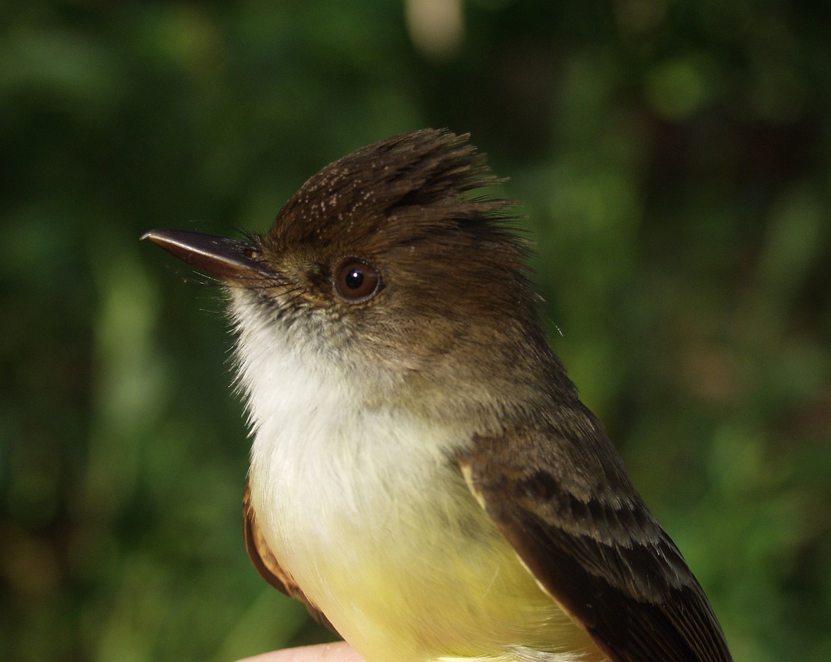 Sad Flycatcher - ML640387066