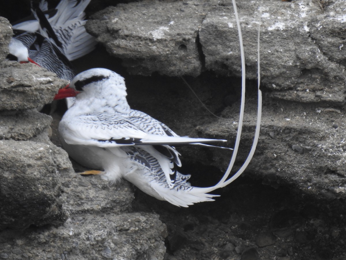Red-billed Tropicbird - ML640387070