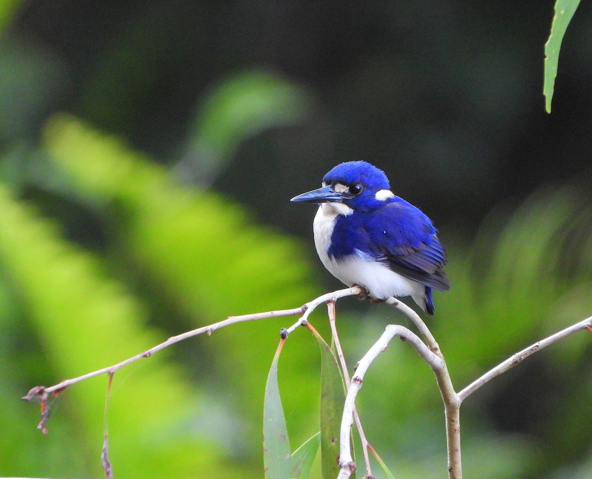Little Kingfisher - ML640387122
