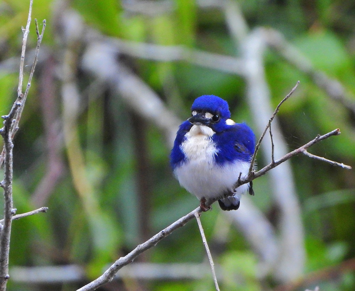 Little Kingfisher - ML640387125