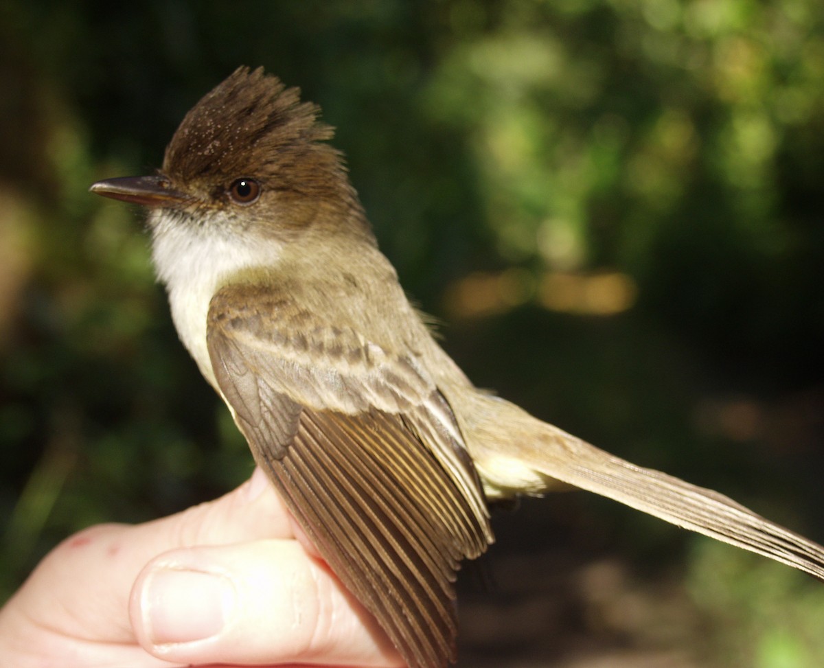 Sad Flycatcher - ML640387164