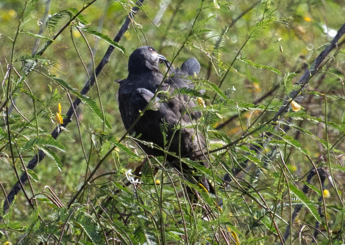 Snail Kite - ML640387184