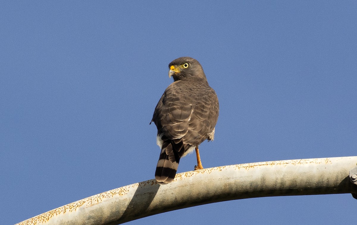 Roadside Hawk - ML640387250