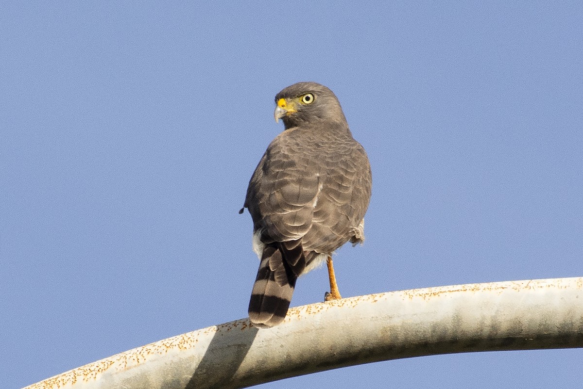 Roadside Hawk - ML640387251