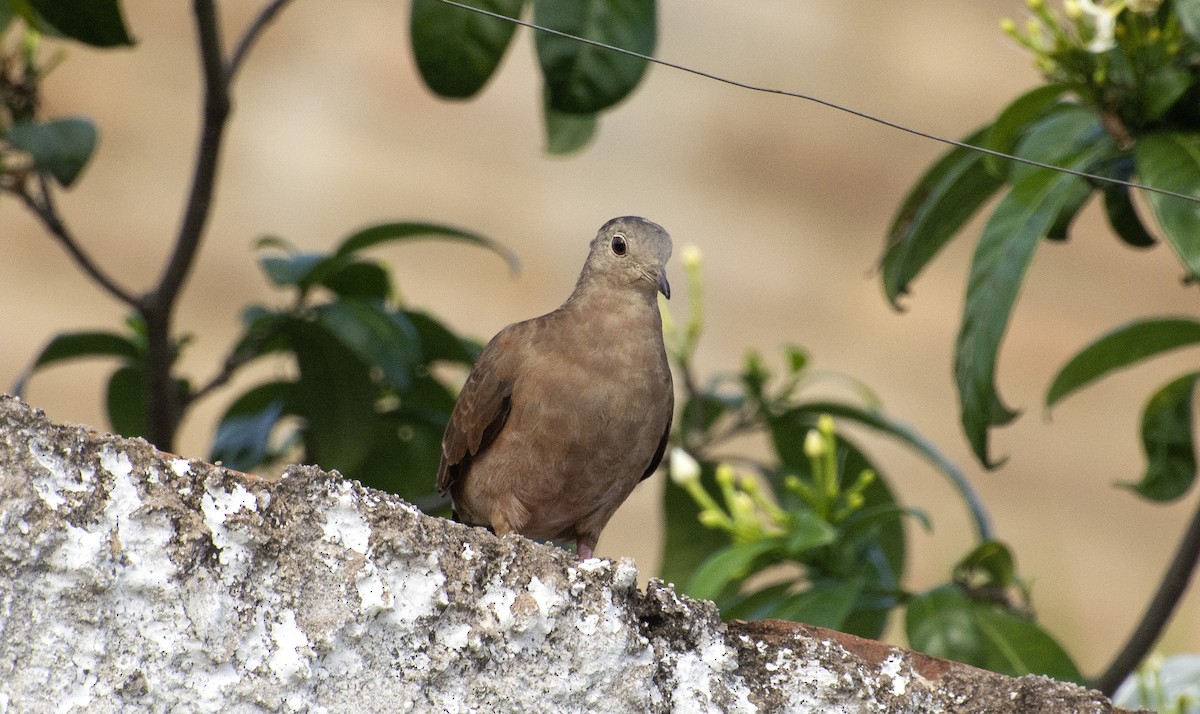 Ruddy Ground Dove - ML640387255