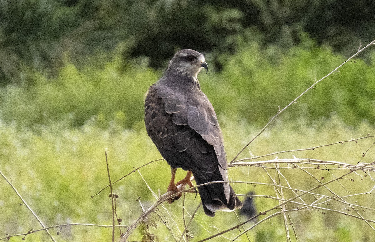 Snail Kite - ML640387267