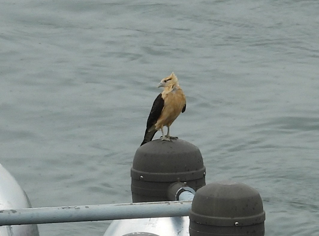 Yellow-headed Caracara - ML640387331