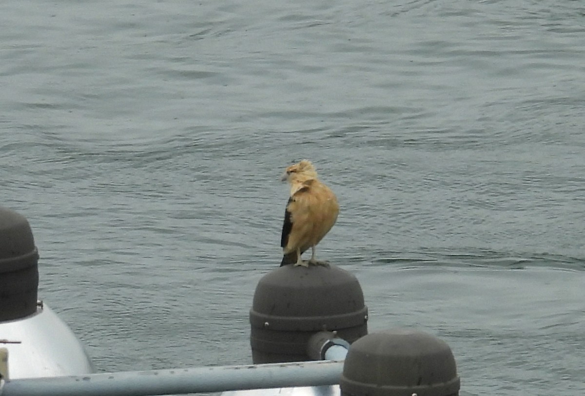Yellow-headed Caracara - ML640387333