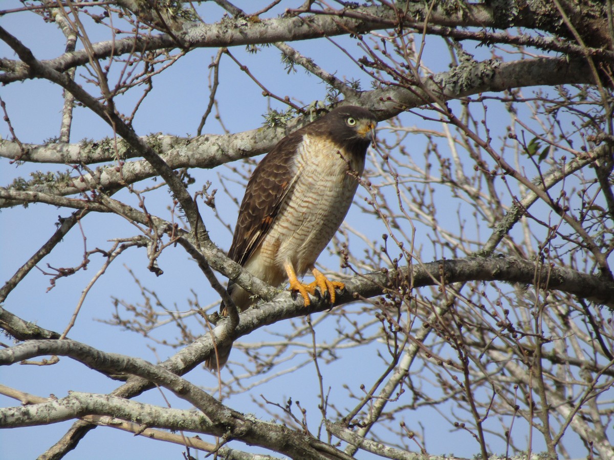 Roadside Hawk - ML640387359
