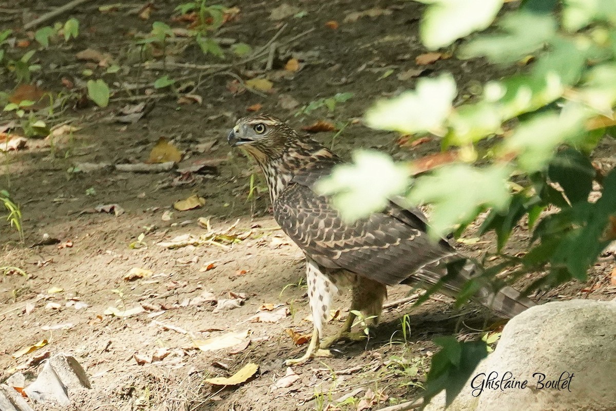 American Goshawk - ML640387386