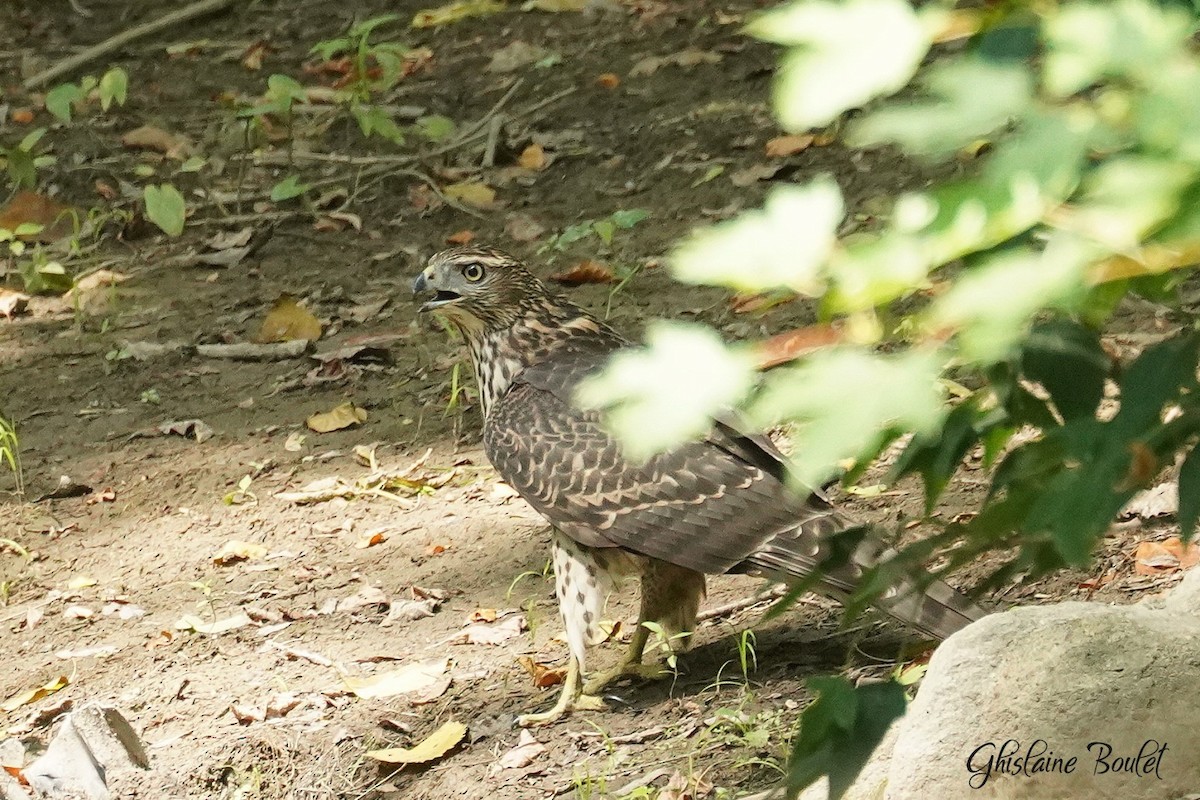 American Goshawk - ML640387387