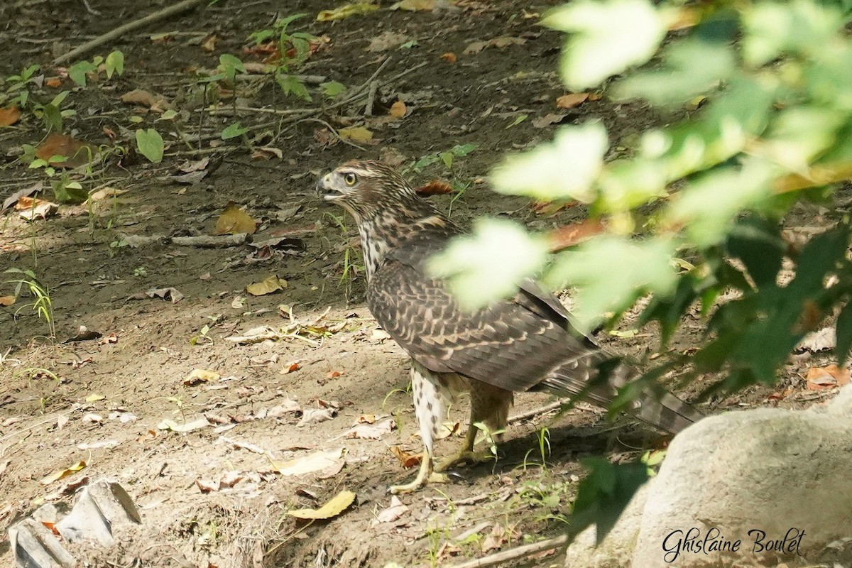 American Goshawk - ML640387388