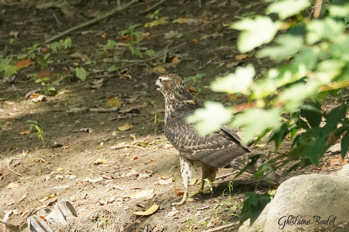 American Goshawk - ML640387389