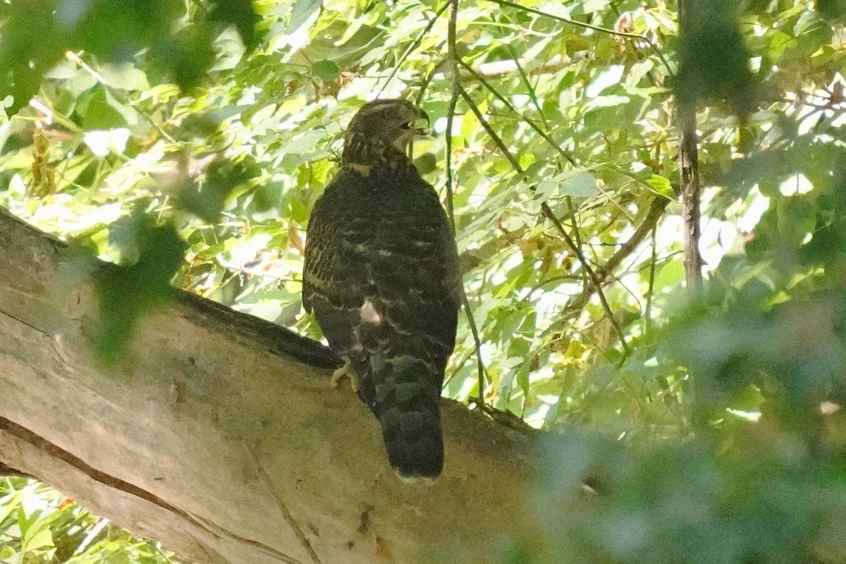 American Goshawk - ML640387424
