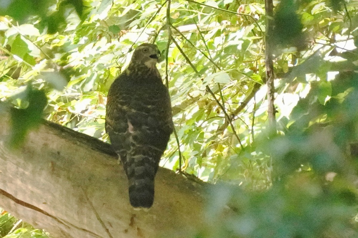 American Goshawk - ML640387425