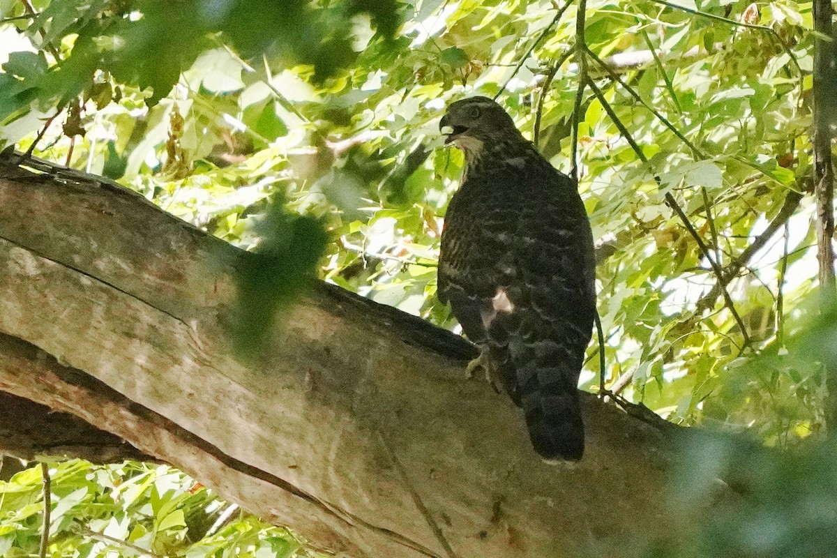 American Goshawk - ML640387426
