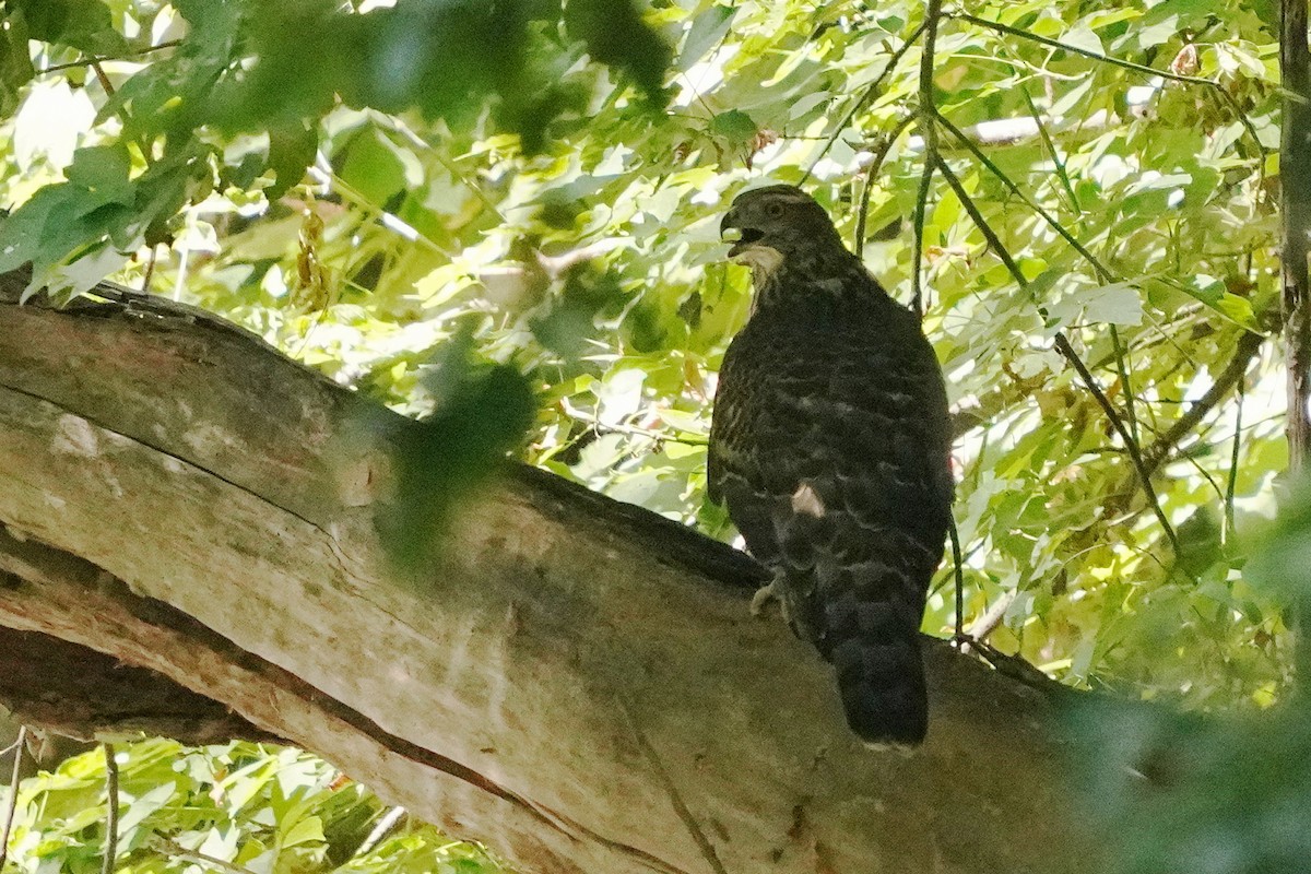 American Goshawk - ML640387427