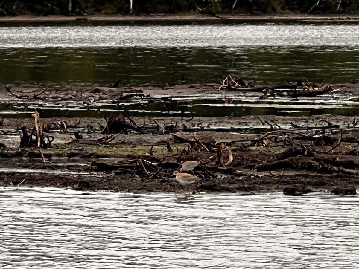 vodouš břehoušovitý - ML640387442