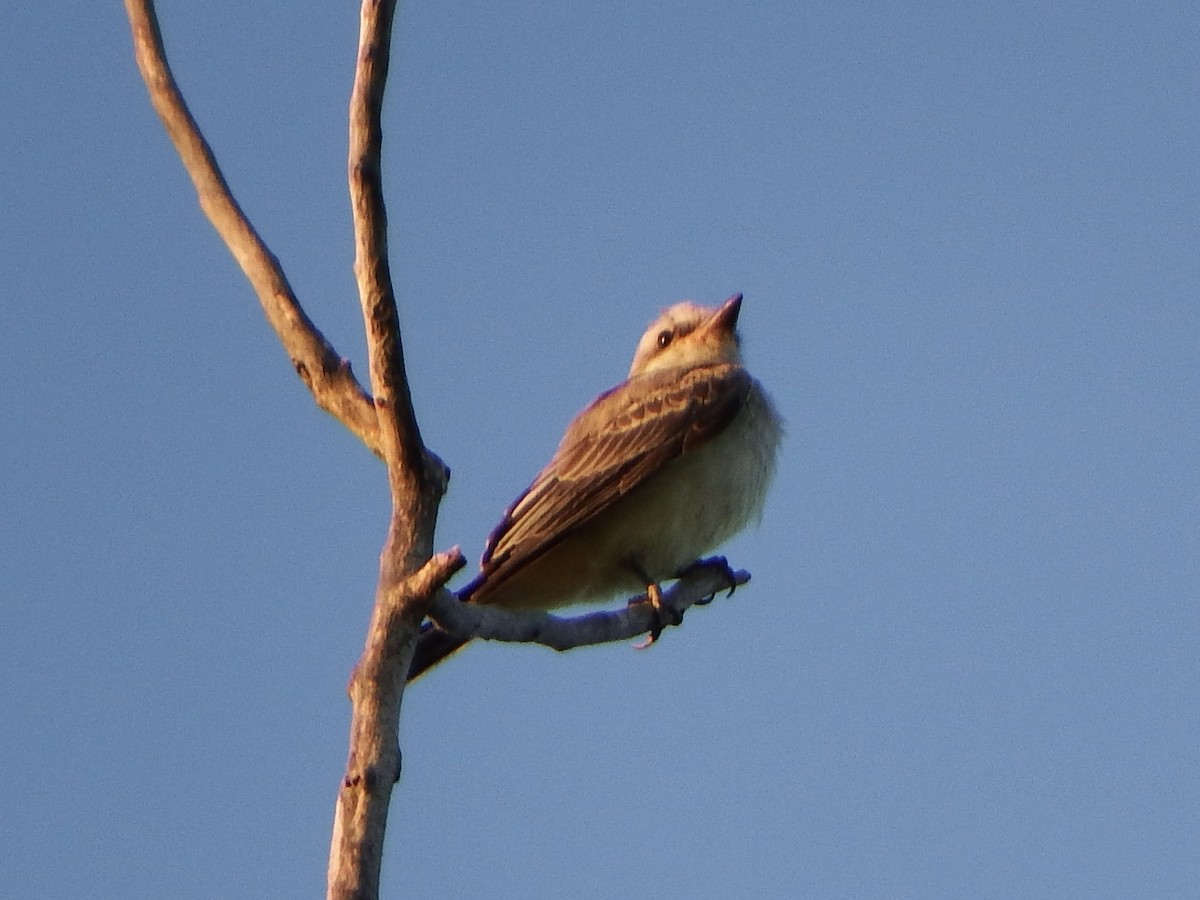Western Kingbird - ML640387452