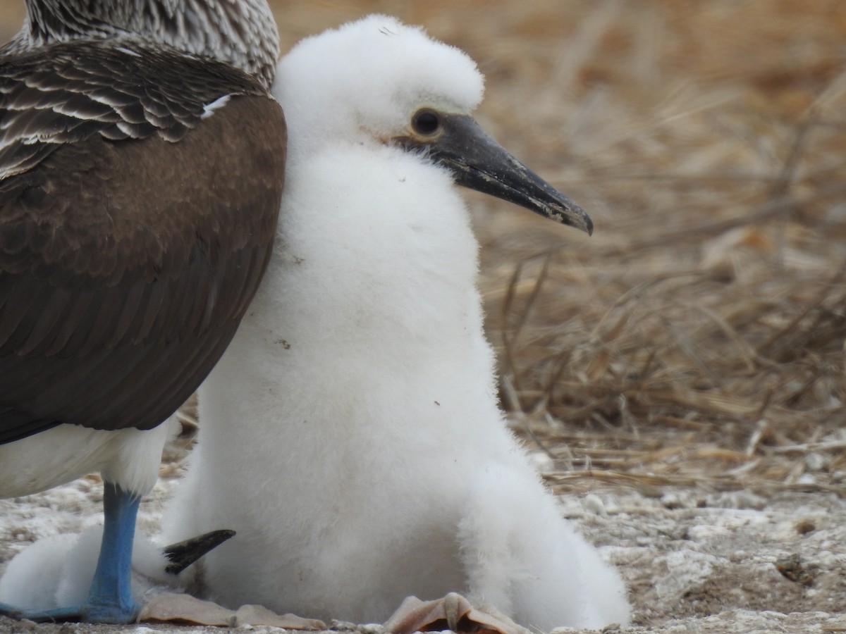 Blue-footed Booby - ML640387468