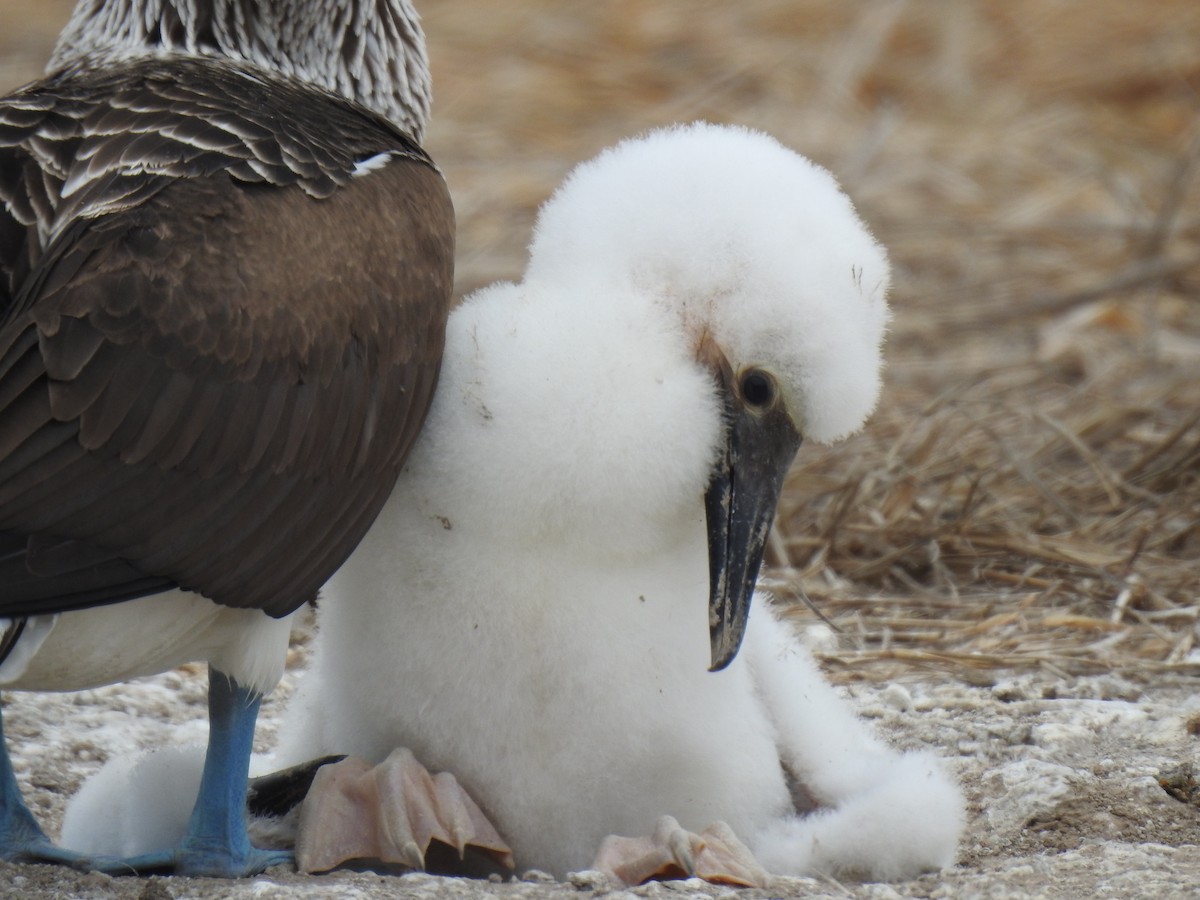 Blue-footed Booby - ML640387470