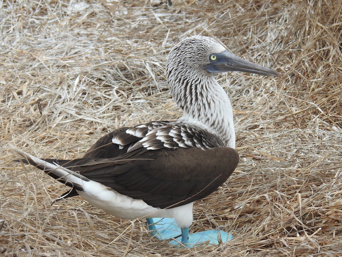 Blue-footed Booby - ML640387471