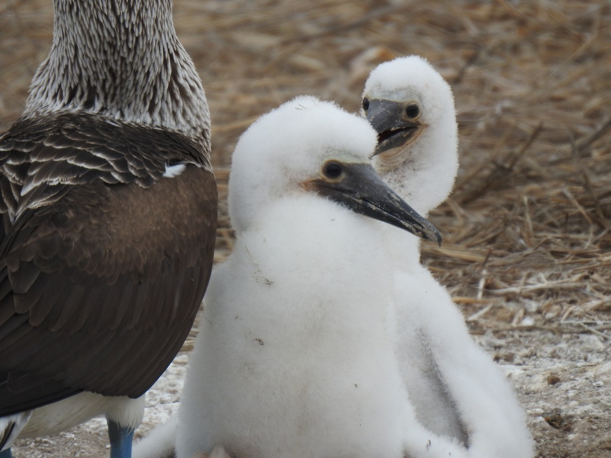 Blue-footed Booby - ML640387472