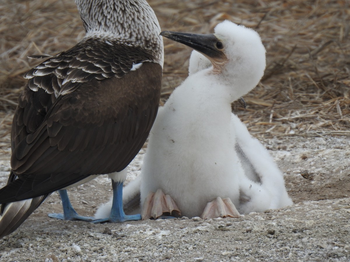 Blue-footed Booby - ML640387473