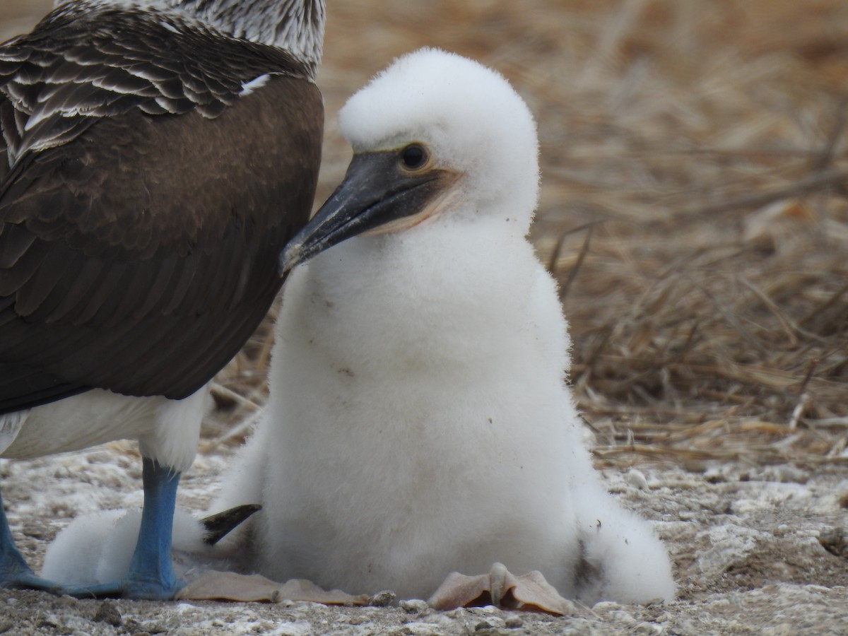 Blue-footed Booby - ML640387474